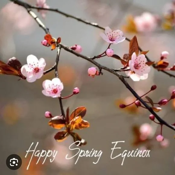 Cherry Blossoms, TULIPS, and of course bunnies π°π°π°π°π·π·π·π·πΈπΈπΈπΈ - Picture 9 of 9